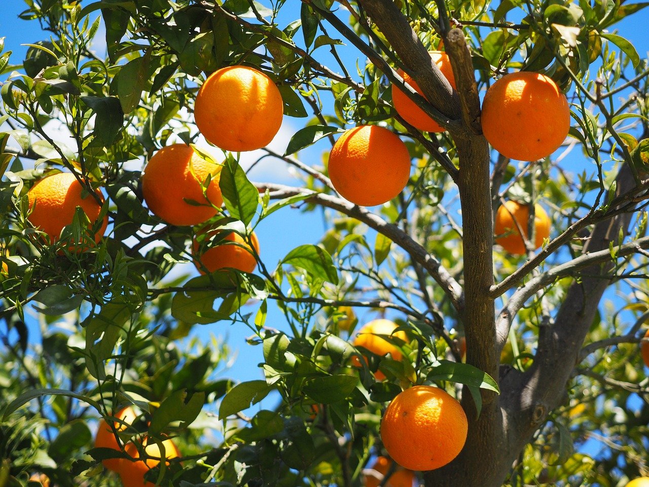 oranges, fruits, grove